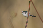 long-tailed bushtit