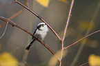 long-tailed bushtit