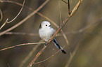 long-tailed bushtit