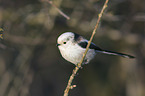 long-tailed bushtit