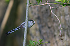 long-tailed bushtit