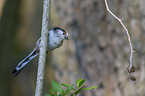 long-tailed bushtit