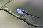 long-tailed bushtit