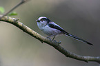 long-tailed bushtit