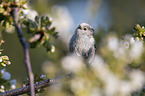 long-tailed bushtit