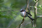 long-tailed bushtit