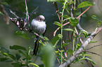 long-tailed bushtit