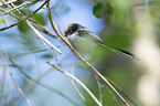 long-tailed bushtit