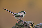 long-tailed bushtit