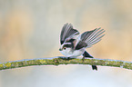 long-tailed bushtit