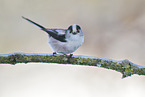 long-tailed bushtit