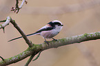 long-tailed bushtit