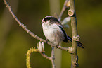 long-tailed bushtit