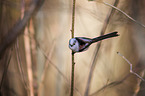 long-tailed bushtit