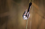 long-tailed bushtit