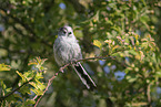 long-tailed bushtit