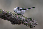 long-tailed bushtit