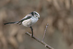 long-tailed bushtit