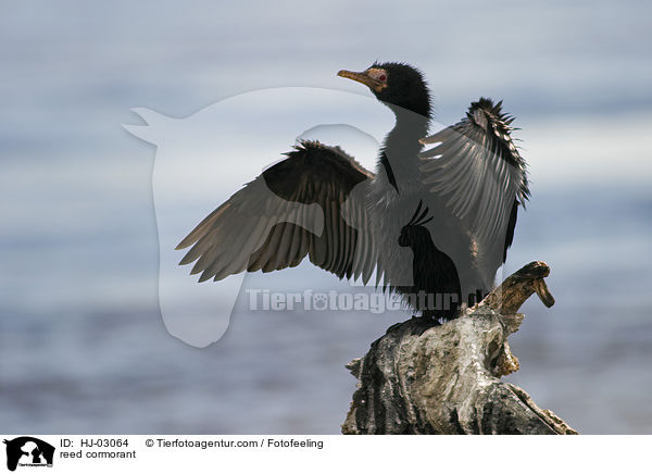 reed cormorant / HJ-03064