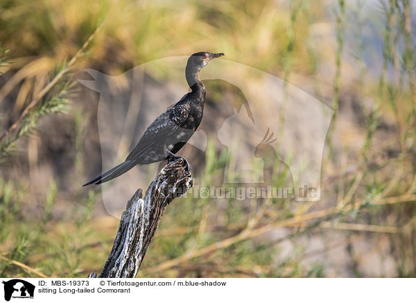 sitzende Riedscharbe / sitting Long-tailed Cormorant / MBS-19373