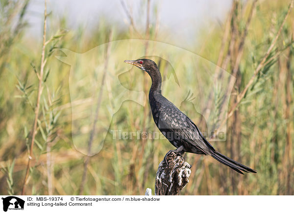 sitting Long-tailed Cormorant / MBS-19374