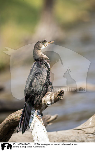 sitting Long-tailed Cormorant / MBS-19433