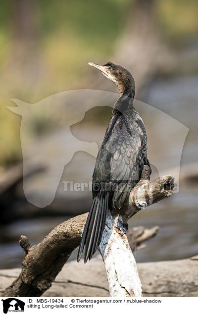 sitzende Riedscharbe / sitting Long-tailed Cormorant / MBS-19434