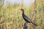 sitting Long-tailed Cormorant