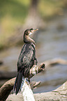 sitting Long-tailed Cormorant