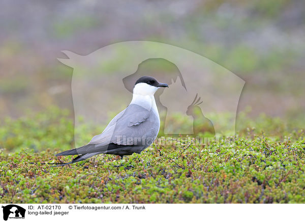 Falkenraubmwe / long-tailed jaeger / AT-02170