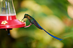 long-tailed sylph