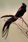 long-tailed whydah
