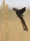 long-tailed widow bird