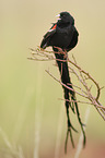 long-tailed widow
