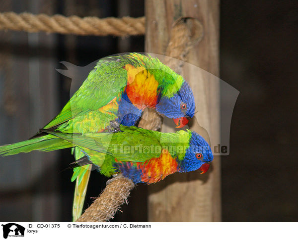 Loris / lorys / CD-01375