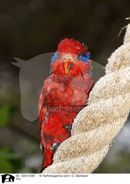 Lori / lory / CD-01385
