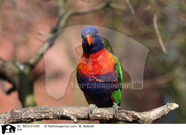 lory / BES-01430