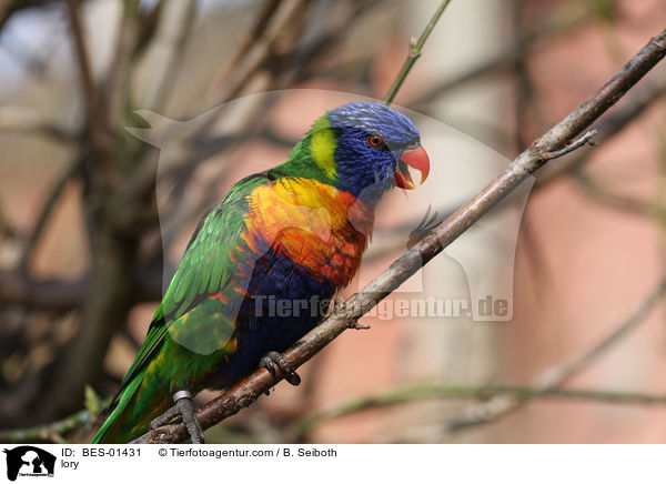 lory / BES-01431