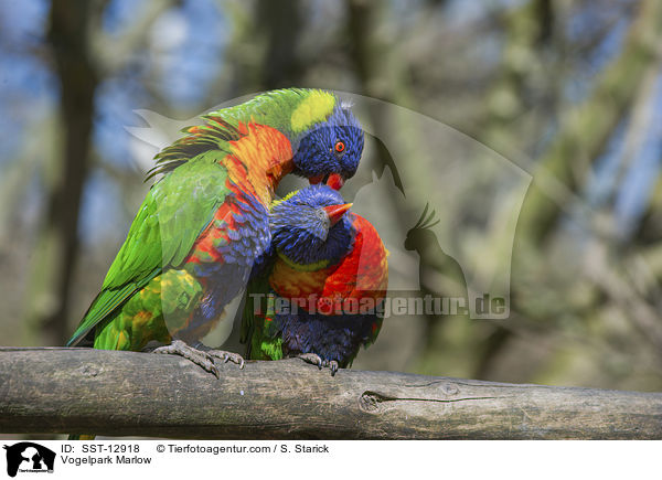 Loris / Vogelpark Marlow / SST-12918