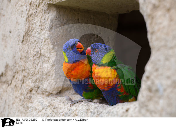 Loris / AVD-05252
