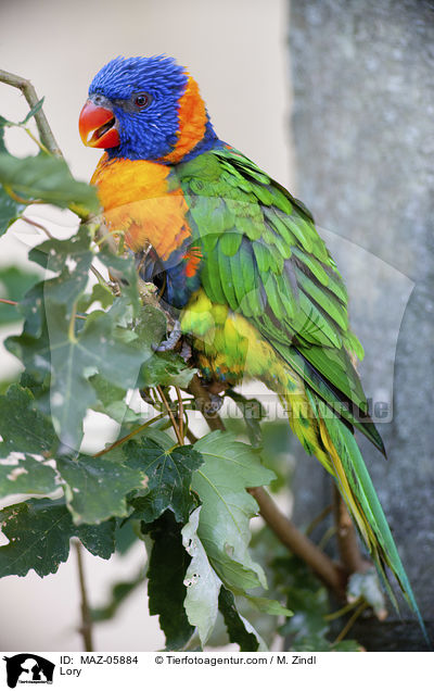 Lory / MAZ-05884