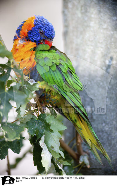 Lory / MAZ-05885