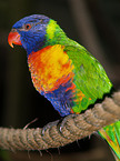 lory