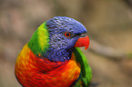 lory portrait