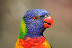 lory portrait