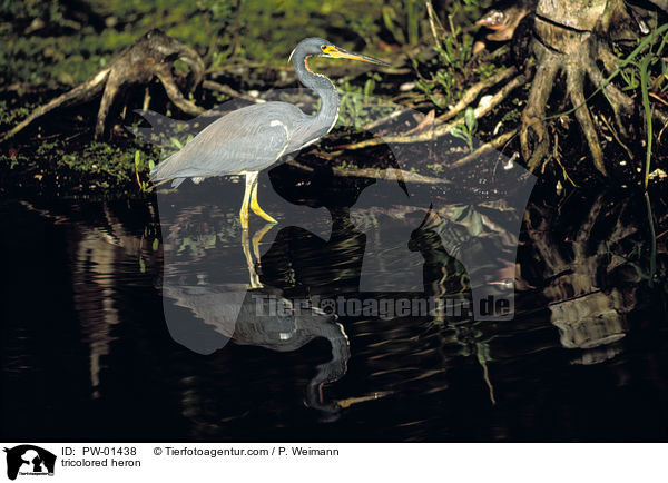tricolored heron / PW-01438