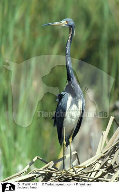 tricolored heron / PW-01443