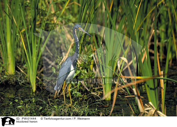 tricolored heron / PW-01444