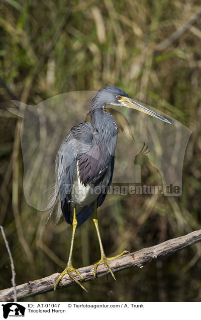 Tricolored Heron / AT-01047