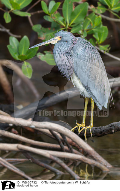 tricolored heron / WS-06732